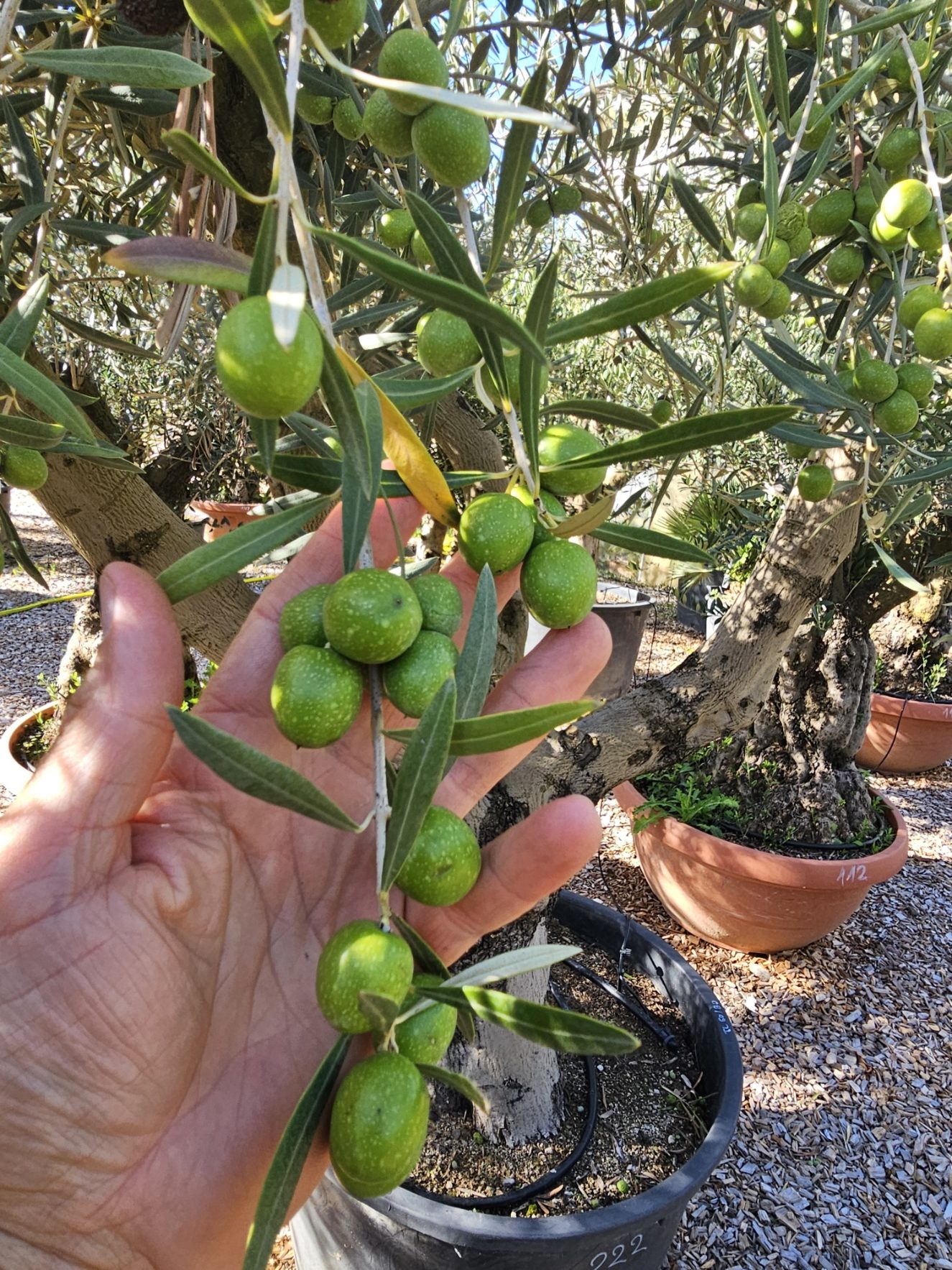 Olivier numéro 222 – Image 2