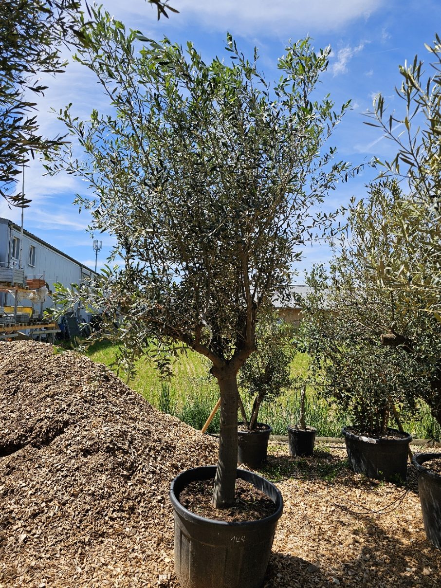 Black Friday! Olivier numéro 144