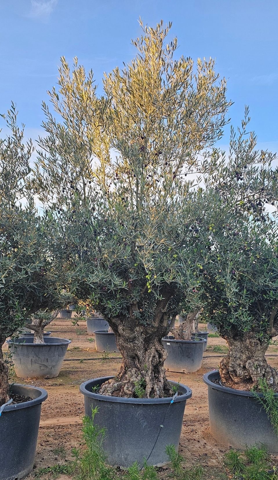 Olivier numéro 12. Dès mars 2025