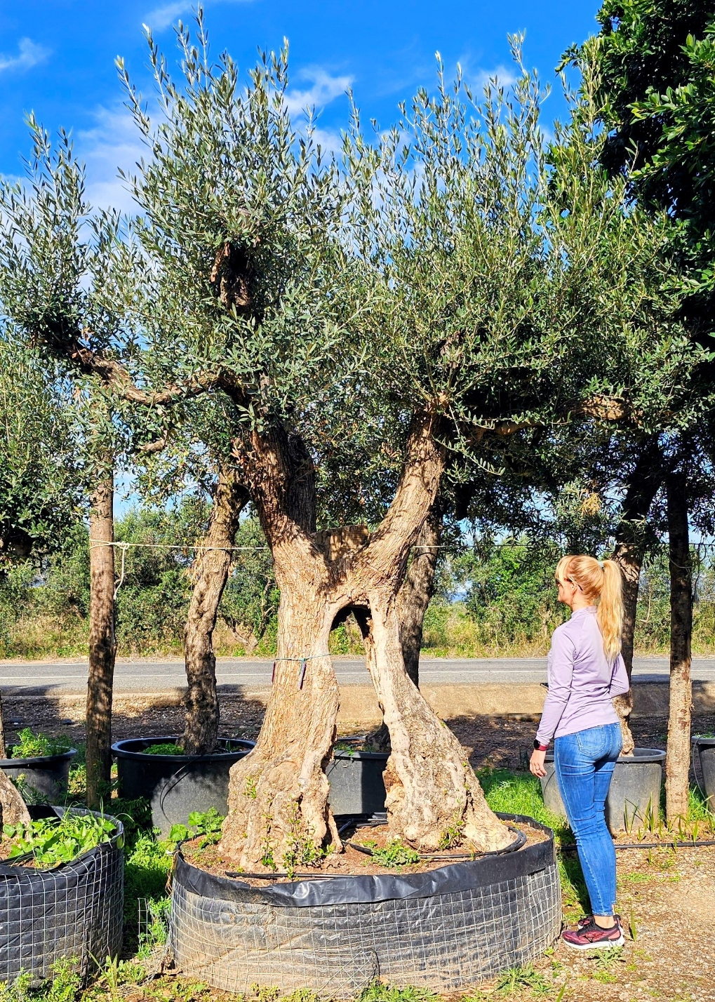 Spécimen d'exception. Dès mars 2026