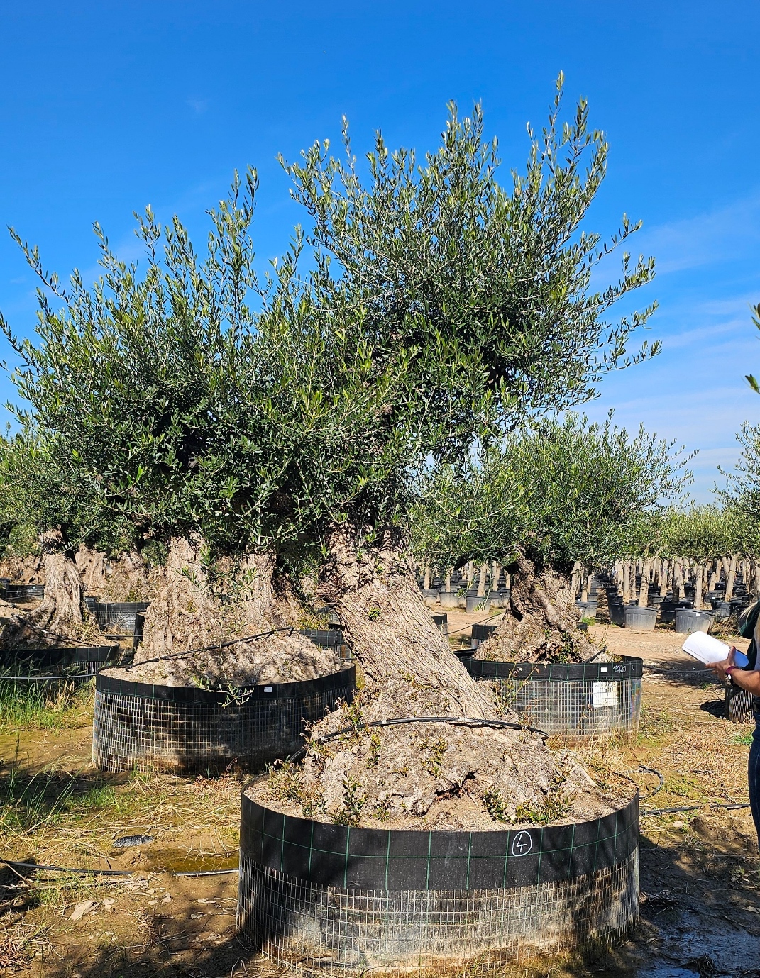 Spécimen numéro 4. Dès mars 2026