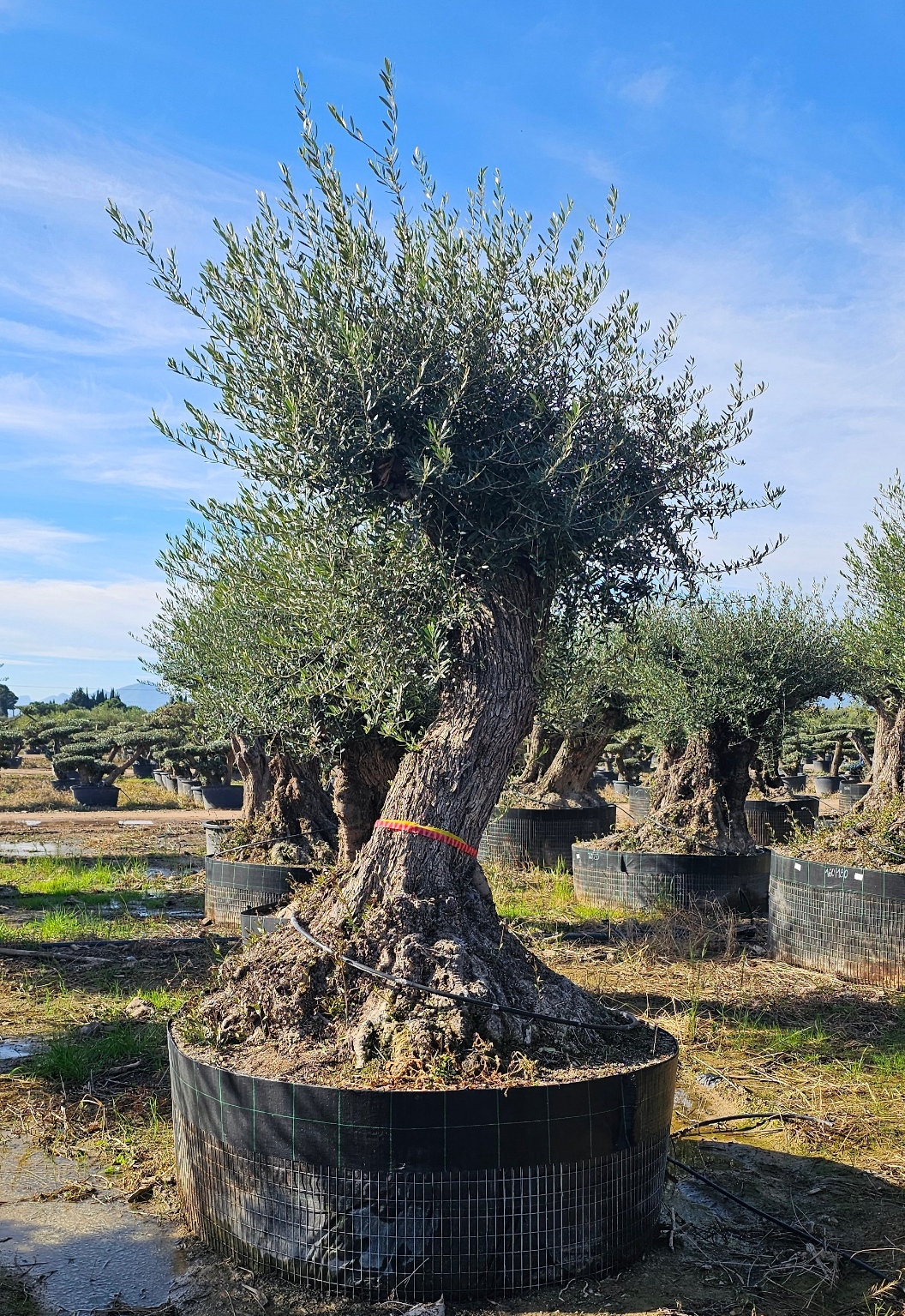 Spécimen numéro 4. Dès mars 2026 – Image 2