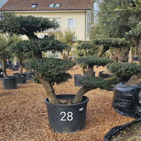 Olivier numéro 27 (Copie)