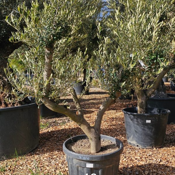 Olivier numéro 39 (Copie)