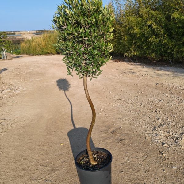 Olivier tronc spirale 130/140 cm