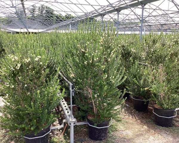 Myrtus communis tarantina 130/150 cm